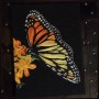 Butterfly painting by Col McGunnigle